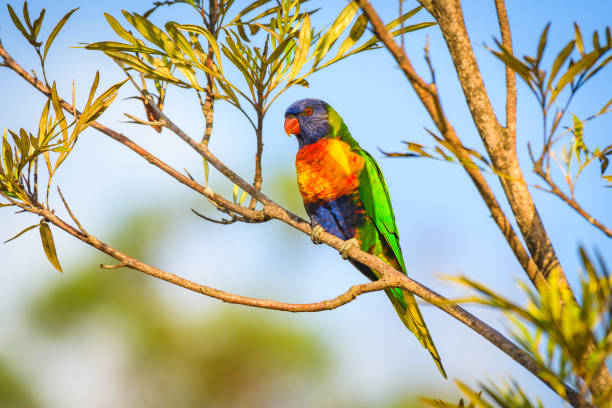istock Rainbow lorikeet (Trichoglossus moluccanus) parrot, colorful small bird, animal sitting high on a tree branch. 2000875033