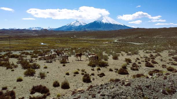 istock Alpaca grazing on the Altiplano Atacama desert Chile 2000885833