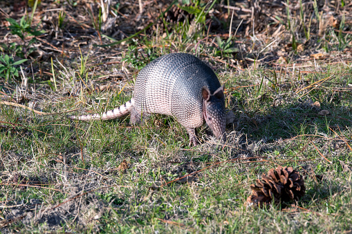 Armadillo looking for food in soil.