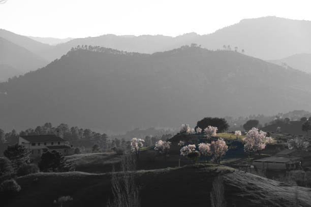 Almond trees in bloom in the natural park of Sierra de Cazorla y Segura