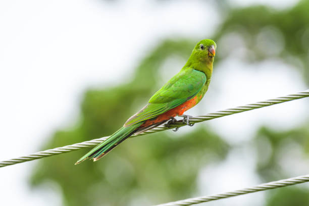 Australian king parrot (Alisterus scapularis) a medium-sized parrot bird with green plumage, the animal sits high on a high-voltage cable.