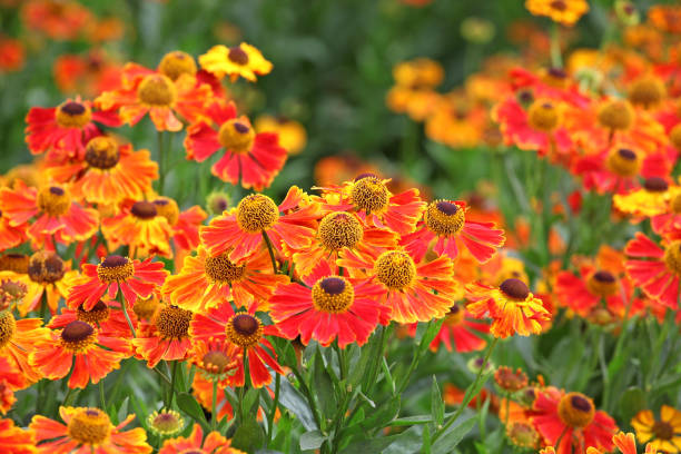 istock Orange and yellow Helenium sneezeweed waltraut in flower. 2000930602