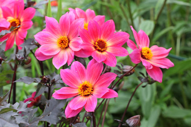 istock Pink single 'Twyning's Revel' Dahlia in flower 2000932681