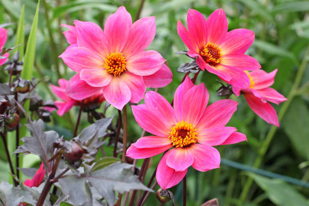 istock Pink single 'Twyning's Revel' Dahlia in flower 2000933205
