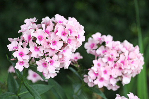 Pink and white Garden Phlox paniculata white eye 'flame' in flower