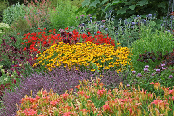 istock Yellow helenium sneezeweed 'autumnale' in flower 2000937935