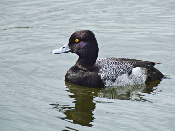 istock Lesser Scaup (Aythya affinis)  - male swimming in a lake 2000938296
