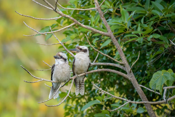 Laughing kookaburra (Dacelo novaeguineae) medium sized bird, pair of birds sitting on a tree branch in natural habitat.