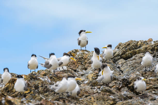 istock Greater crested tern (Thalasseus bergii) medium sized bird, small flock of birds sitting on a rock on the seashore. 2000958188