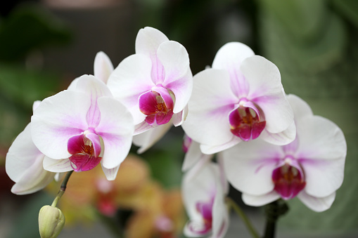 Orchid house plant