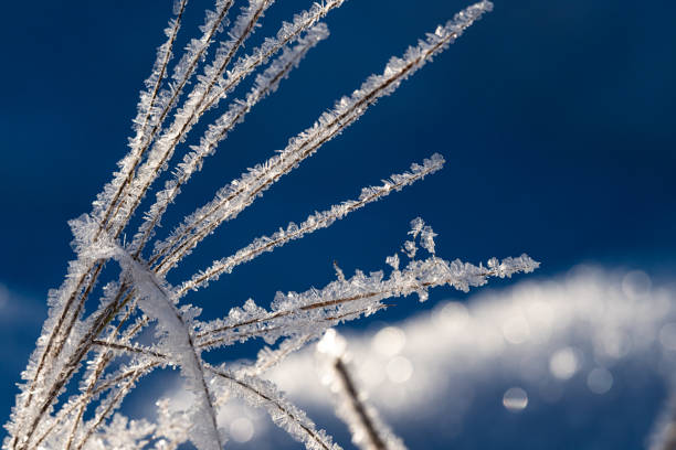 Snow crystals on straws on a really cold and sunny day