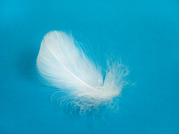 istock A white bird feather in close-up, highlighted on blue background. A detailed delicate fluffy feather. The angel symbol 2000982016