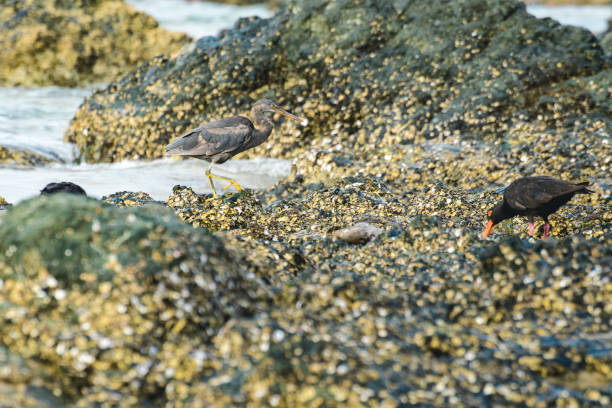 Pacific reef heron (Egretta sacra) a large water bird with dark plumage, dark morph, the animal stands on a rock covered with shells on the seashore, view from the Australian coast.