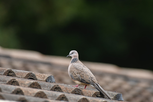 Spotted dove(Spilopelia chinensis) medium sized bird sits on the roof of the house.