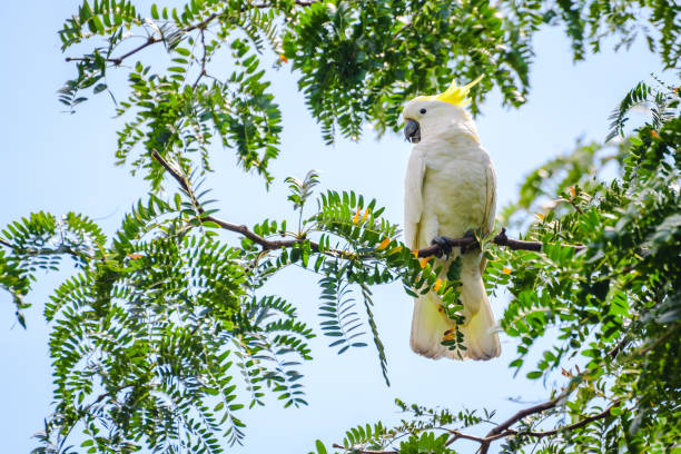 istock Galah (Eolophus roseicapilla) parrot, a medium-sized bird with white plumage and a yellow crest on its head, the animal sits high on a tree branch in a city park. 2001020728