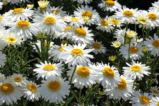 White Leucanthemum superbum shasta daisy 'Real Glory' in flower