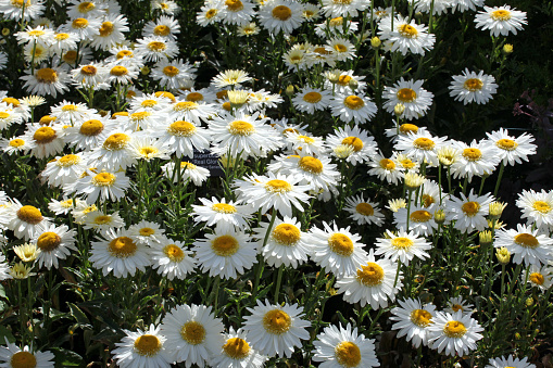 White Leucanthemum superbum shasta daisy 'Real Glory' in flower