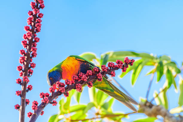 Rainbow lorikeet (Trichoglossus moluccanus) parrot, colorful small bird, animal sits high on a tree branch and eats blooming flowers.
