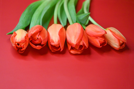Dry orange tulip