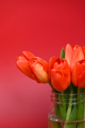 Red tulips. Spring storytelling. Tulip bouquet. Greeting card. For Mothers Day, international women’s day, birthday.