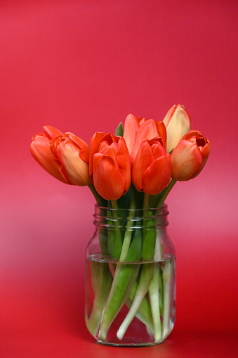 Red tulips. Spring storytelling. Tulip bouquet. Greeting card. For Mothers Day, international women’s day, birthday. Studio shot. Tulips in the vase.