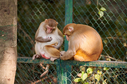 Two cute little monkeys sits on fence in Indian public park against green plants backdrop, symbolizing harmonious coexistence of wildlife and humanity