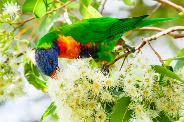 istock Rainbow lorikeet (Trichoglossus moluccanus) parrot, colorful small bird, animal sits high on a tree branch and eats blooming flowers. 2001070566