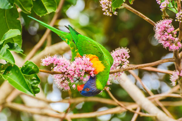 istock Rainbow lorikeet (Trichoglossus moluccanus) parrot, colorful small bird, animal sits high on a tree branch and eats blooming flowers. 2001073157