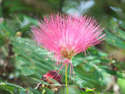 Red powder puff also known as:  Powder-puff tree and Powder puff bush