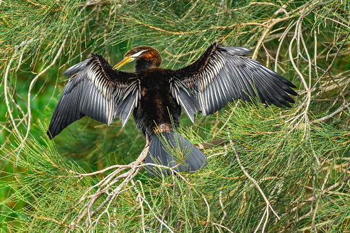 Australasian darter(Anhinga novaehollandiae) a large water bird with dark plumage and a long neck, the bird dries its spread wings, the animal sits on a branch of a coniferous tree in a city park.
