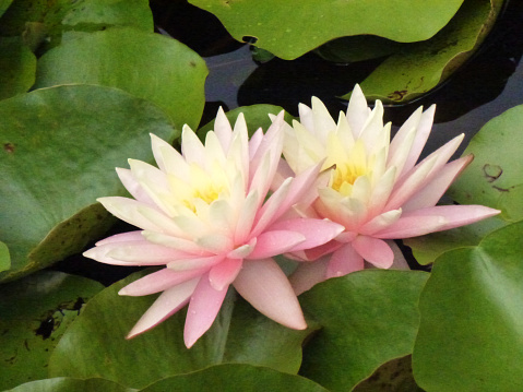 This pair of water lily blossoms bloom in a formal garden