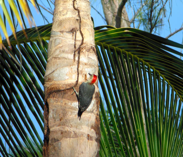 Yucatan Woodpecker (Melanerpes pygmaeus), also called Red-Vented Woodpecker, looking for food on a beautiful palm tree, Carmen Del Playa, Mexico