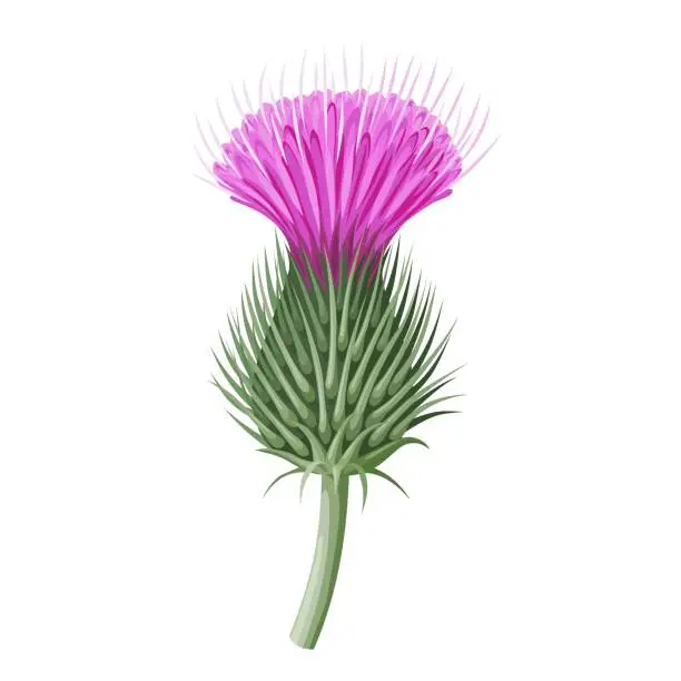 Vector illustration of Burdock flower
