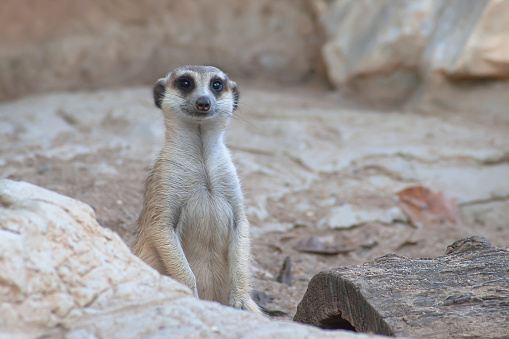 Cute meerkat is sitting on beige rock. Wild animal. Meerkat