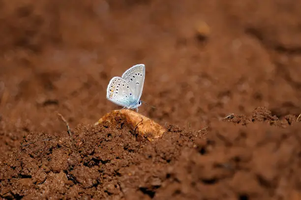 Amanda blue butterfly on a stone in a muddy field. Polyommatus amandus