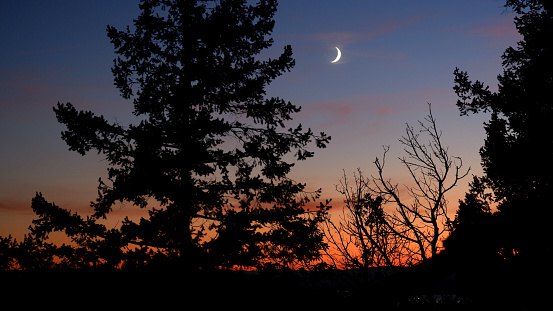Shining crescent moon glowing in a deep blue twilight and fire red horizon behind black silhouette forest.