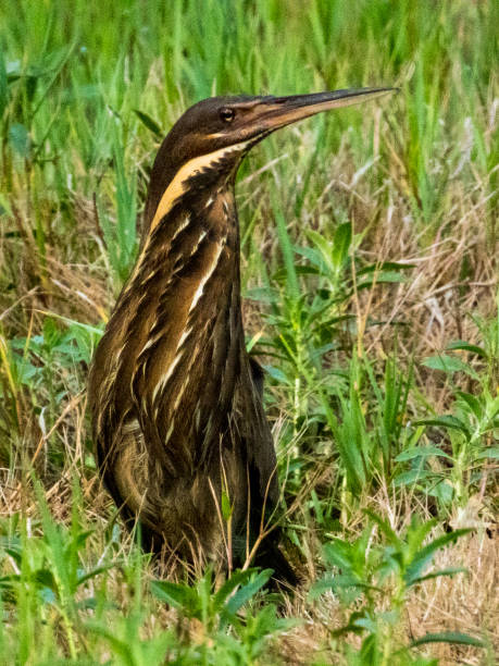 istock Black Bittern in Queensland Australia 2001154567