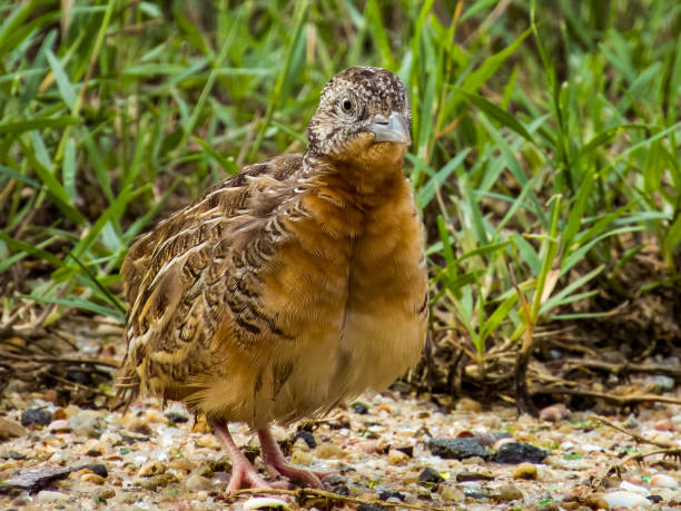 istock Red-chested Buttonquail in Queensland Australia 2001159965