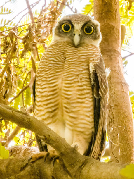 istock Rufous Owl in Queensland Australia 2001160504