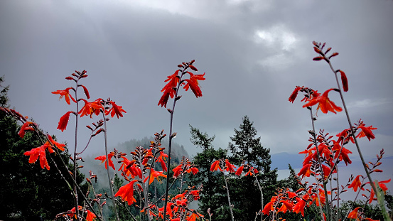 Bright red flowers shine with rain drops against a soft grey sky.