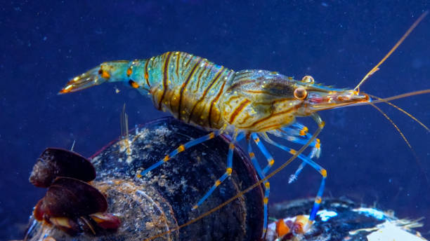 istock Rockpool shrimp (Palaemon elegans), crustacean underwater 2001261932