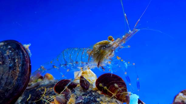 Rockpool shrimp (Palaemon elegans), crustacean underwater