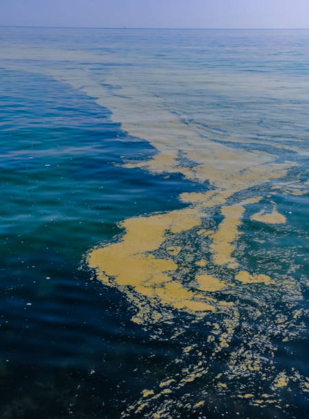 (nodularia spumigena), ecological disaster, a toxic blue-green algae bloom in the black sea - chloroplasty zdjęcia i obrazy z banku zdjęć