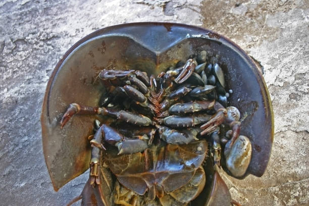 istock The female horseshoe crab (Limulus polyphemus) 2001264138