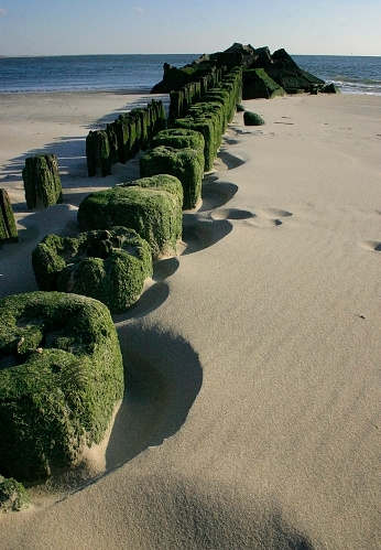 The piles of the aged mooring which acquired green algas on the beach Brighton Bich