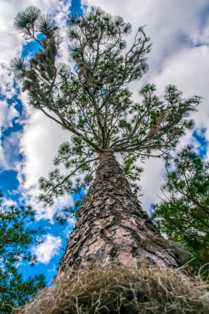 pine tree with long needle leaves against a blue sky with clouds, louisiana - spruce branch - fotografias e filmes do acervo