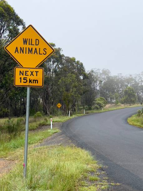 istock ‘Wild Animals’ Road Sign 2001268405