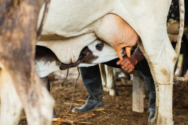 istock farmer milking a cow 2001272632