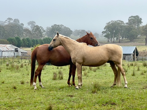 Horizontal closeup photo of two horses, standing close together, nuzzling each other, in a farm paddock, on a misty early morning near Armidale, New England high country, NSW.