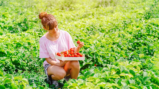 Strawberry plantation field, ripe red berries.Natural growing of berries on farm.Eco healthy organic food horticulture concept.Girl picking, eating strawberries on organic farm in summer.